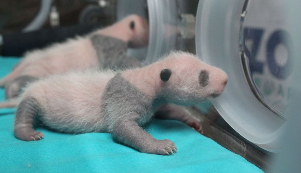 Se espera que las crías de osos panda estén unos 100 días en la incubadora. Se espera que las crías de osos panda estén unos 100 días en la incubadora.