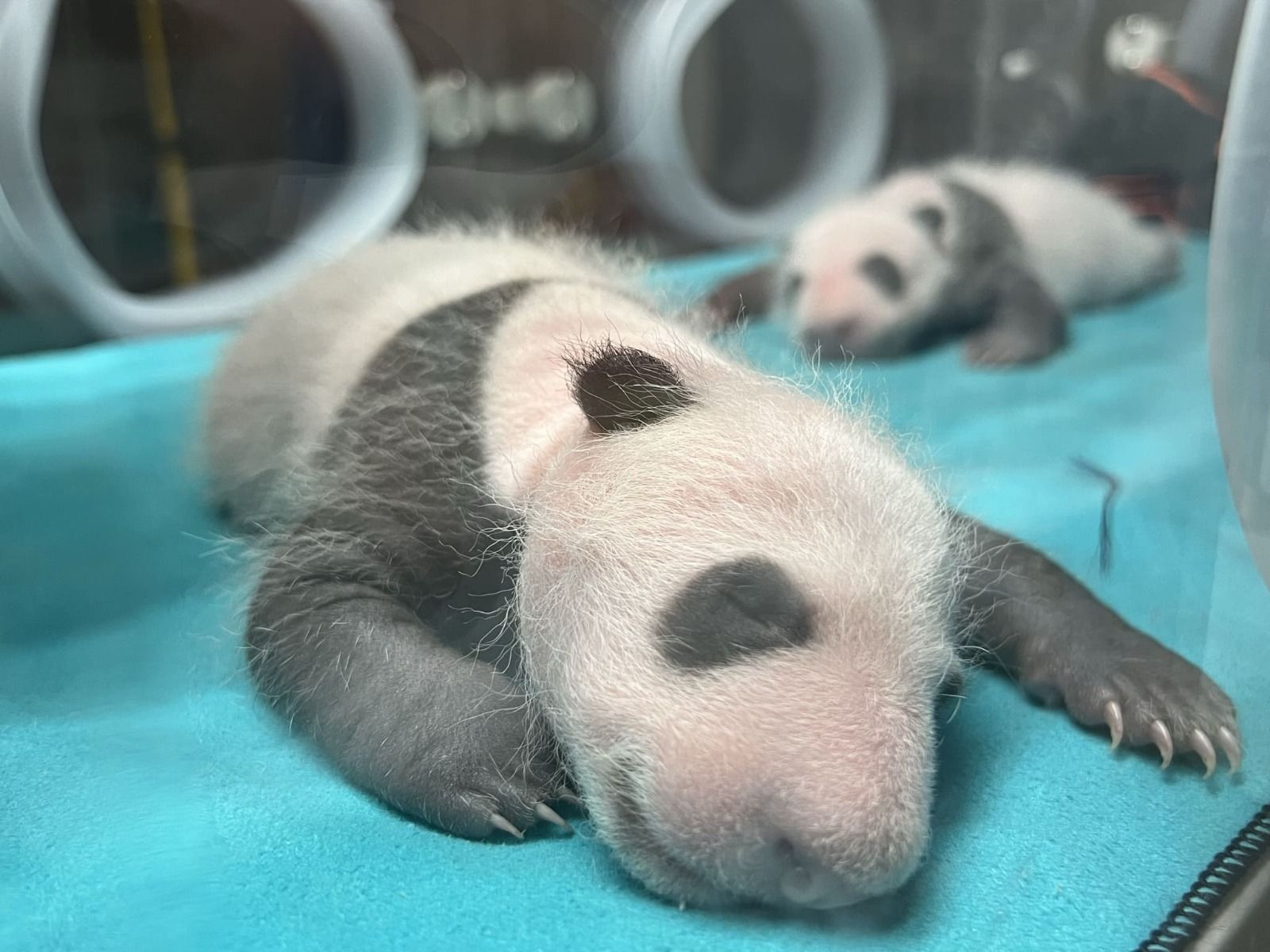 Los gemelos de osos panda del Zoo Aquarium de Madrid en su incubadora.