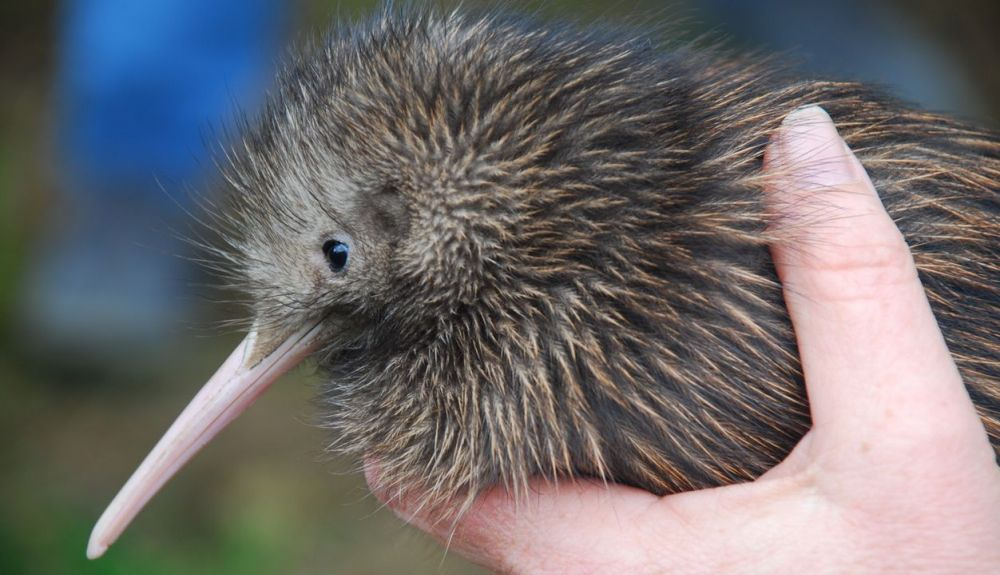 El kiwi es otra de las aves no voladoras que han formado parte de esta investigación. El kiwi es otra de las aves no voladoras que han formado parte de esta investigación.