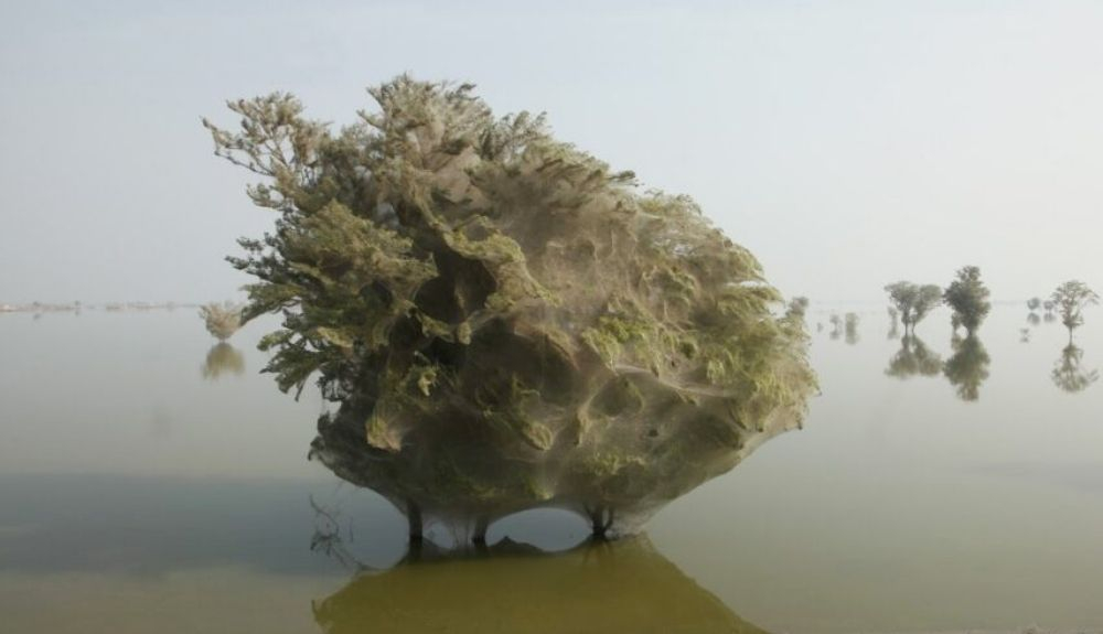 Los árboles fantasmas en realidad son nubes de telarañas.