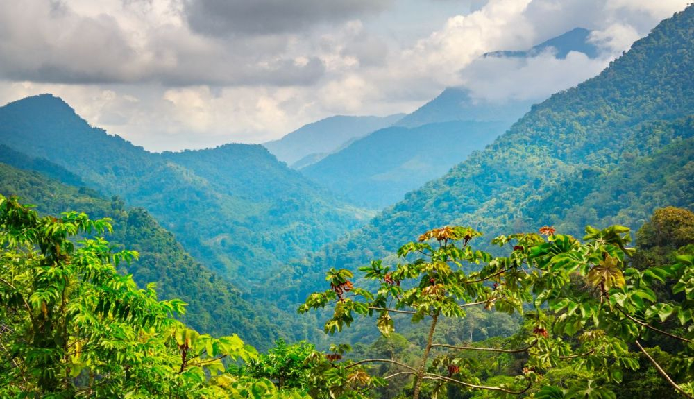 Jungla en las montañas de Sierra Nevada cerca de Ciudad Perdida, en Colombia. Jungla en las montañas de Sierra Nevada cerca de Ciudad Perdida, en Colombia.