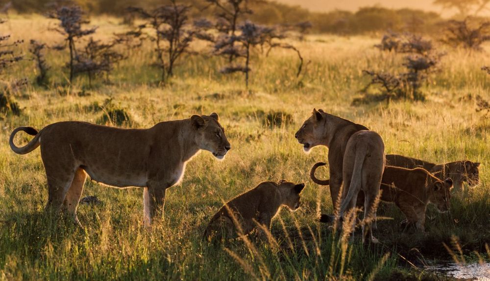 Parte de una manada de leones africanos. Parte de una manada de leones africanos.