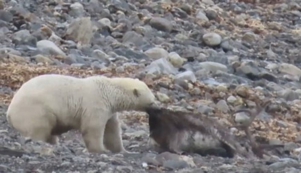 La osa, acercando a su presa a la orilla. La osa, acercando a su presa a la orilla.