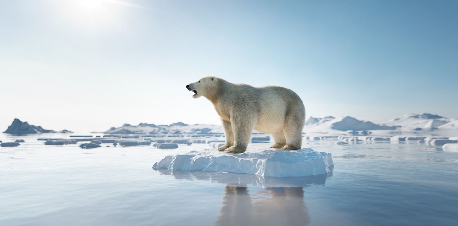 Científicos documentan por primera vez el ataque de un oso polar a un reno en el Ártico.