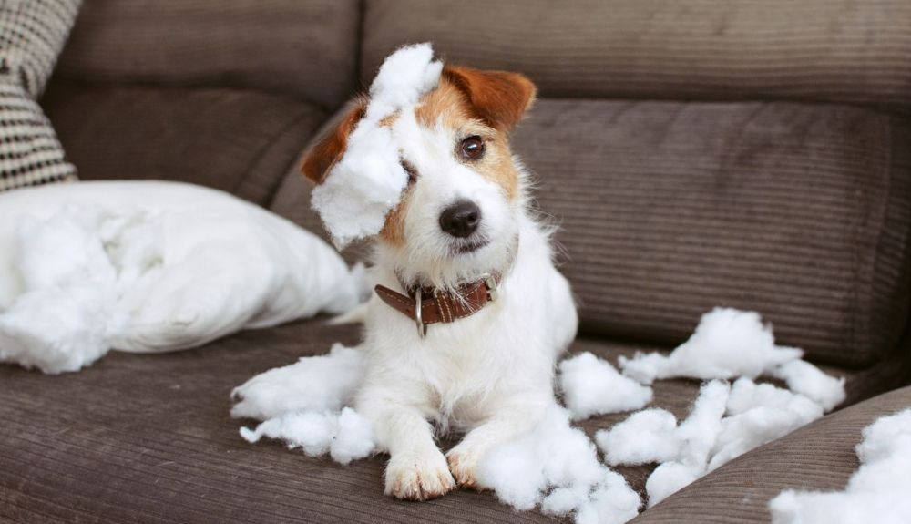 Inicialmente, los cachorros pandémicos fueron aclamados como héroes silenciosos. Inicialmente, los cachorros pandémicos fueron aclamados como héroes silenciosos.