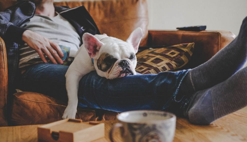 Los perros pandémicos necesitan ayuda para recordar cómo estar solos. Los perros pandémicos necesitan ayuda para recordar cómo estar solos.