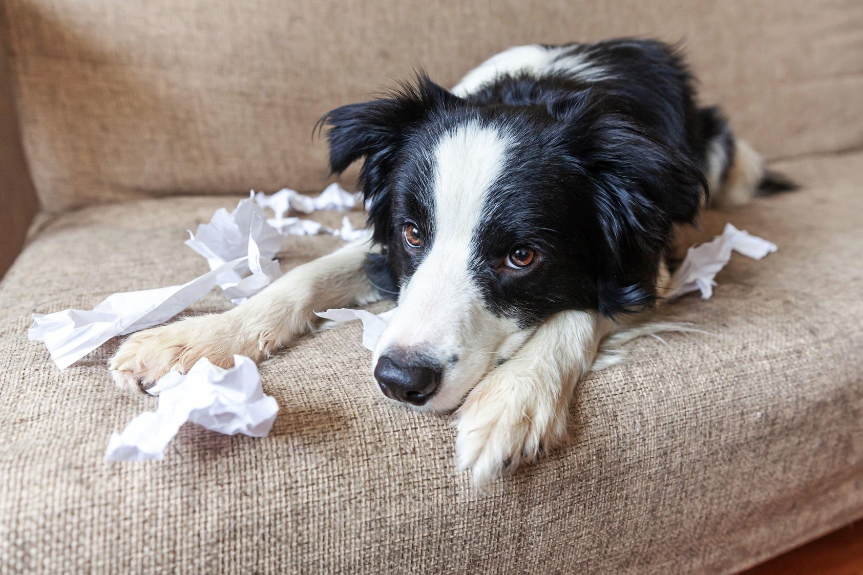 Los autores reflexionan sobre las relaciones entre humanos y perros durante la pandemia y sus consecuencias.
