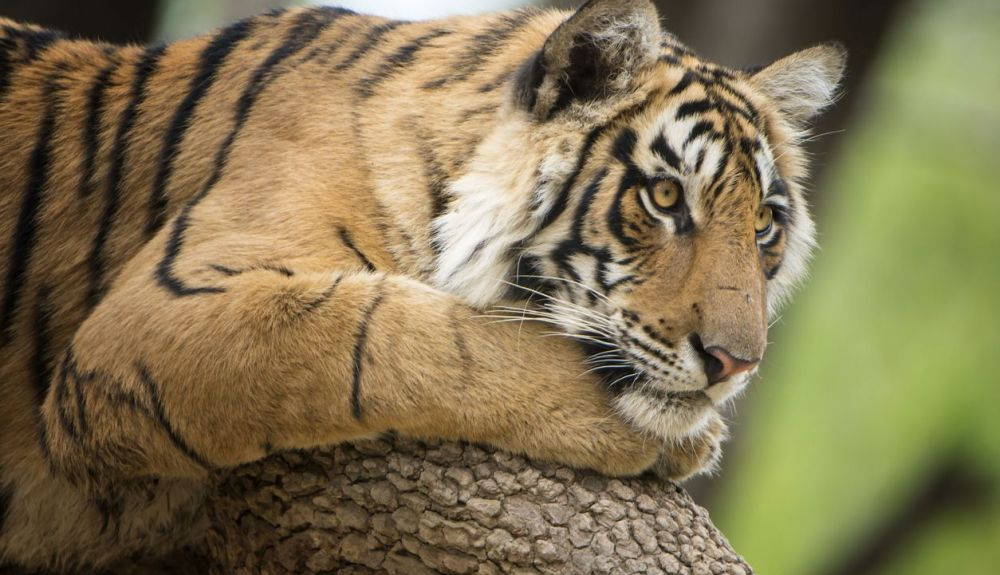 Un tigre de Bengala descansando sobre un árbol. Un tigre de Bengala descansando sobre un árbol.