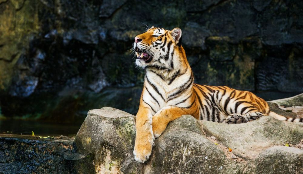 La propiedad privada de tigres y otros grandes felinos ha sido criticada durante mucho tiempo por los defensores de los animales como imprudente e inhumana. La propiedad privada de tigres y otros grandes felinos ha sido criticada durante mucho tiempo por los defensores de los animales como imprudente e inhumana.