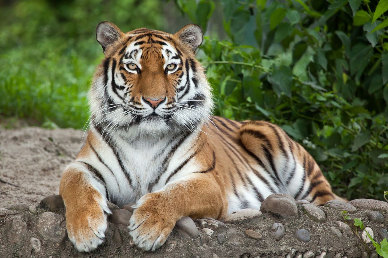 Un estudio reciente afirma que hay más tigres en Estados Unidos que en el resto del mundo.