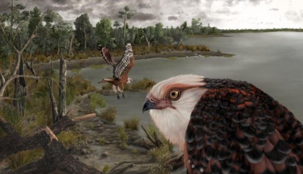 El águila Archaehierax sylvestris vivió en los bosques australianos hace millones de años.