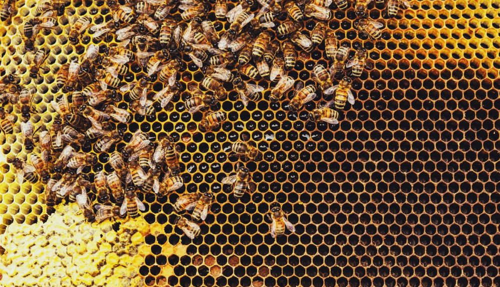 Las abejas cambian la forma en que interactúan entre sí cuando se ven amenazadas por el parásito.
