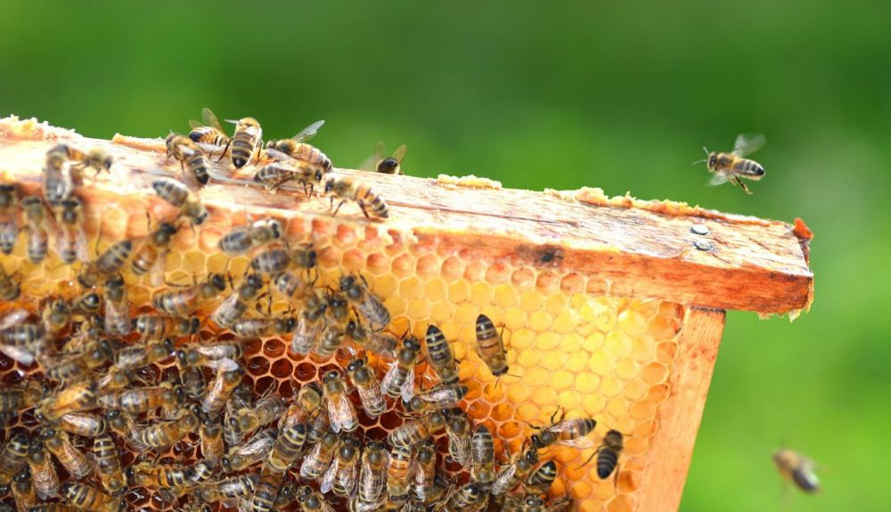 Los científicos califican de sorprendente cómo las abejas han evolucionado para combatir patógenos y parásitos.