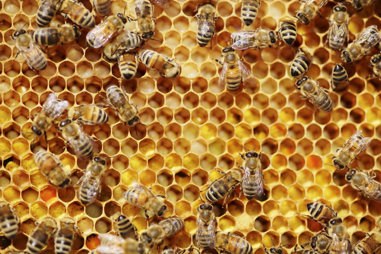 Un estudio revela cómo las abejas usan el distanciamiento social para defenderse de un patógeno.