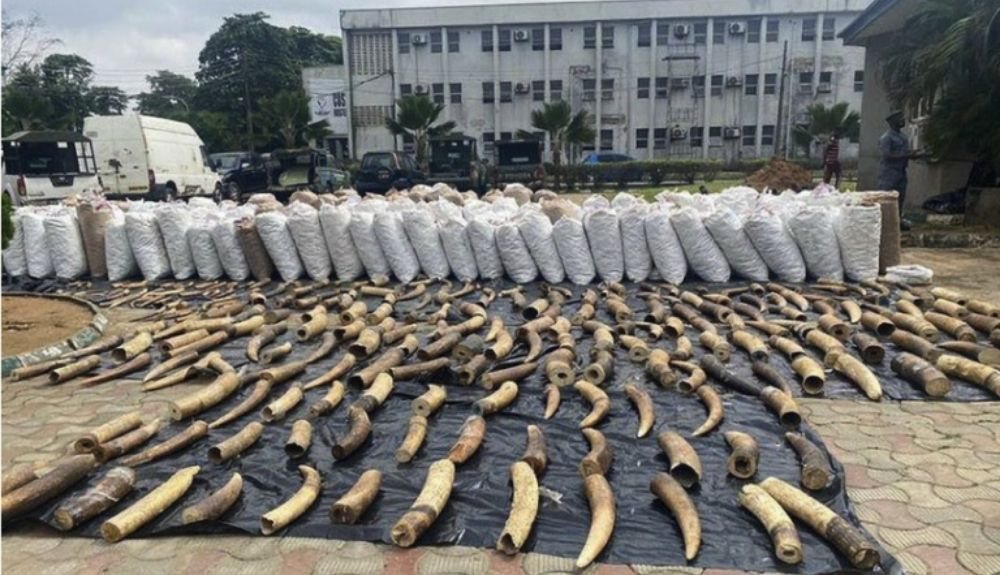 Imagen de la incautación de marfil y escamas de pangolín en Nigeria. Imagen de la incautación de marfil y escamas de pangolín en Nigeria.