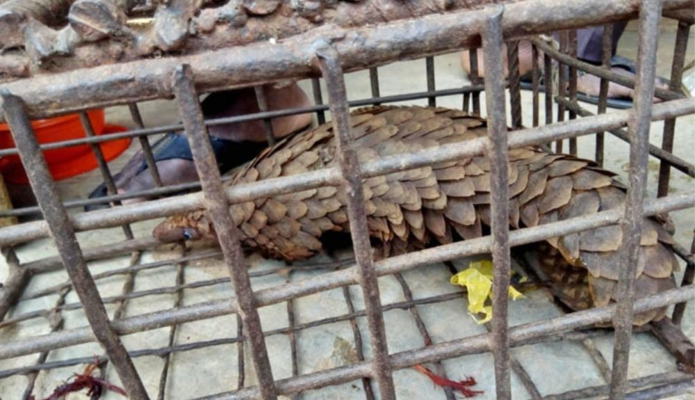 Un pangolín en una jaula en un mercado de Nigeria. Un pangolín en una jaula en un mercado de Nigeria.