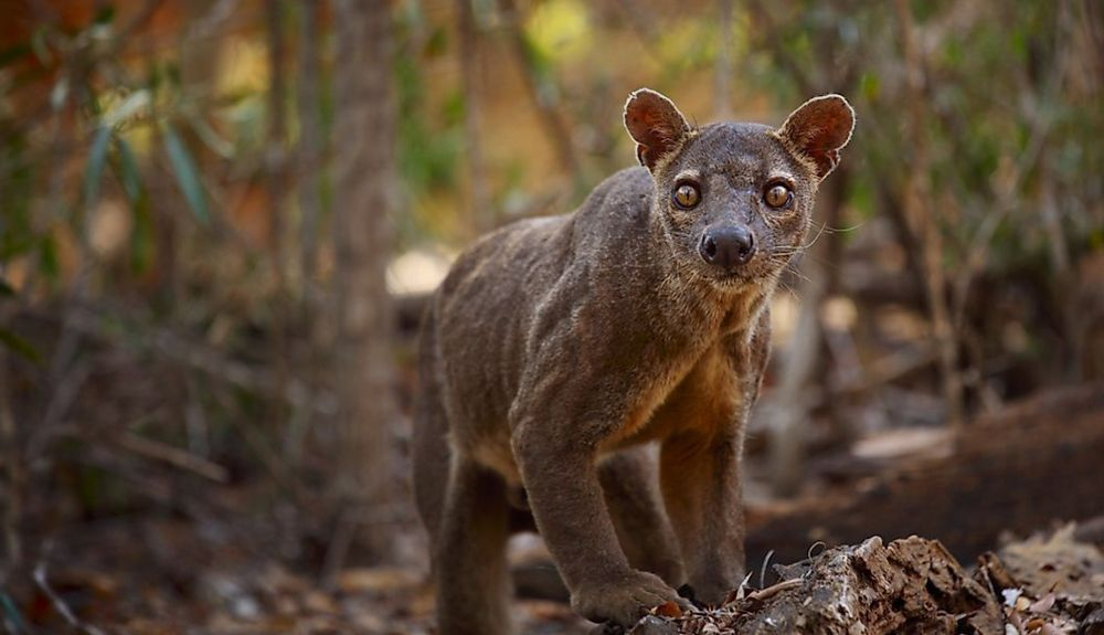 La fossa es pariente cercana de la mangosta.