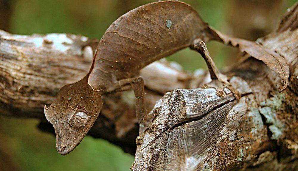 El gecko satánico de cola de hoja es un reptil impresionante.