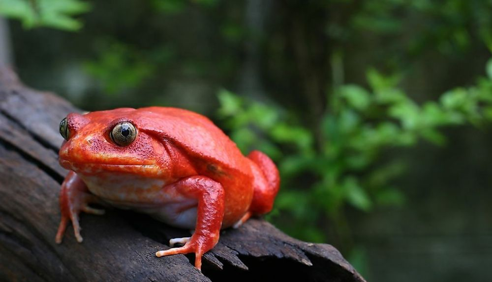 Las ranas tomate se encuentran solo en Madagascar