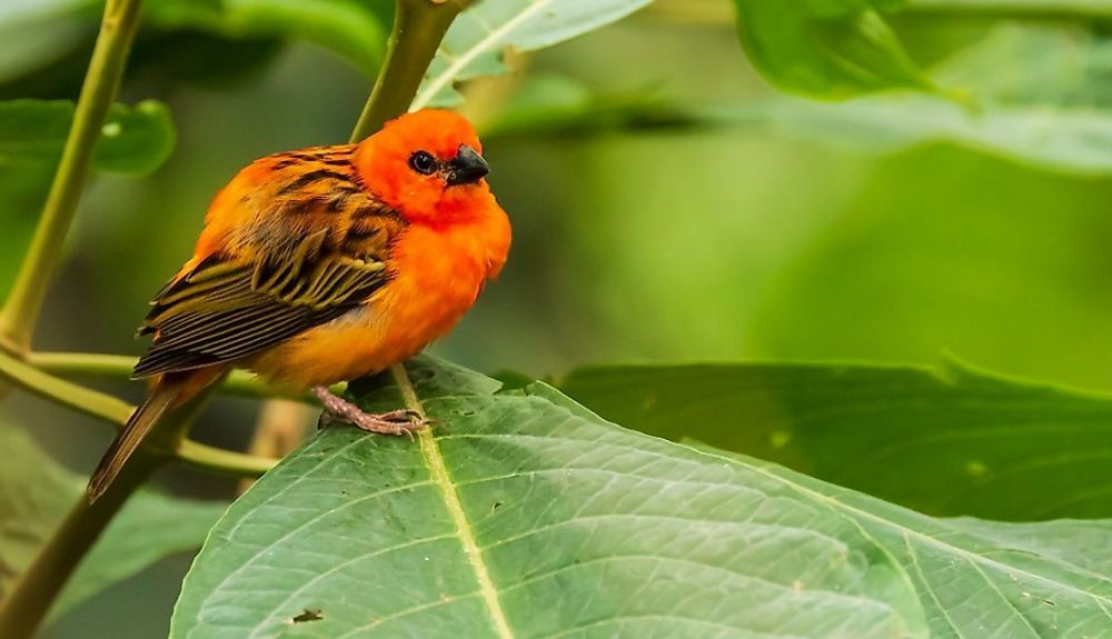 El fody varía su plumaje de anranja a amarillento durante el apareamiento.