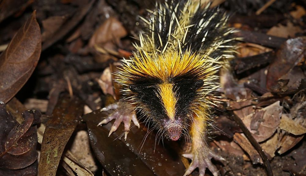 El tenrec rayado se alimenta de insectos.