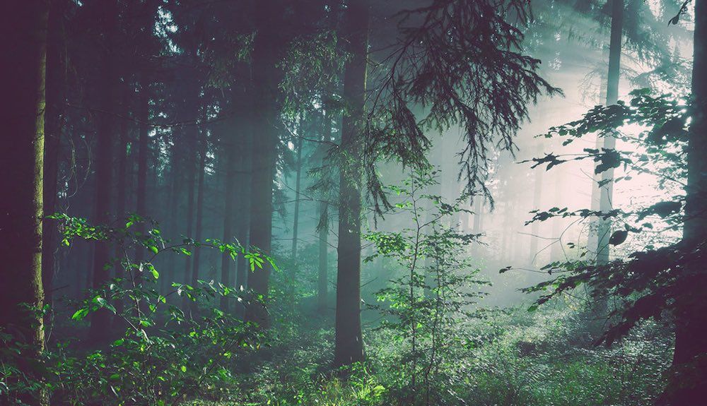 Más de 100 países se comprometen a acabar con la deforestación en 2030. Foto: Unsplash/Sebastian Unrau 