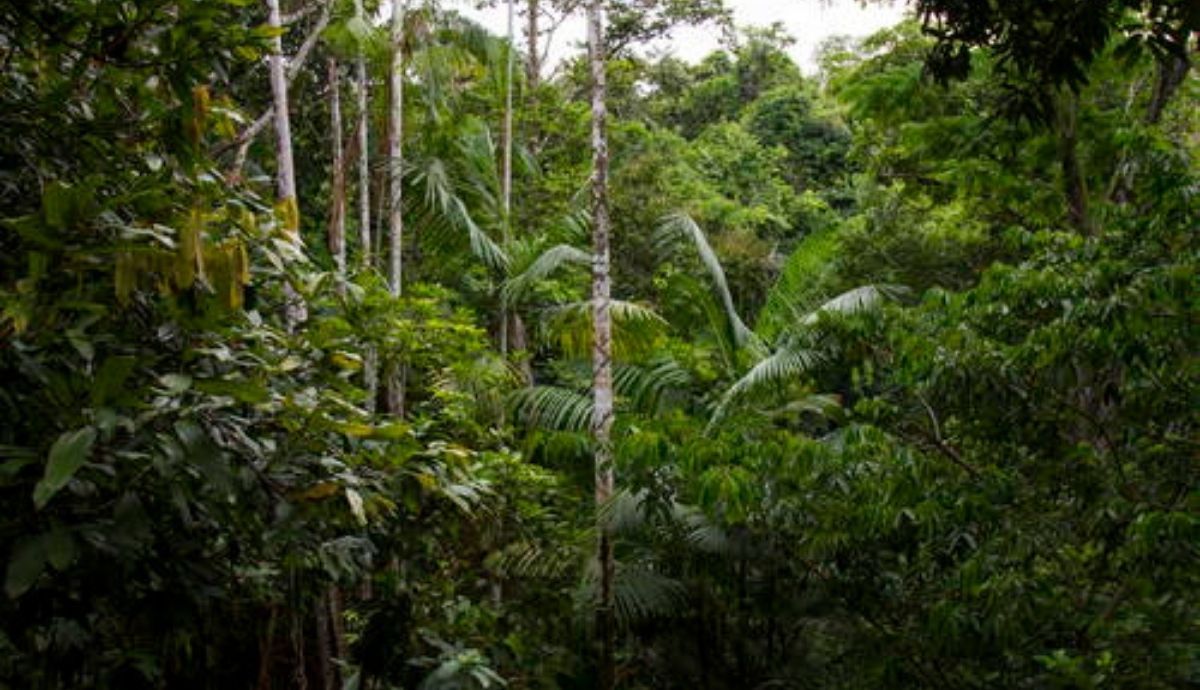 La UNESCO ha realizado un informe sobre la situación de los bosques que son patrimonio mundial.