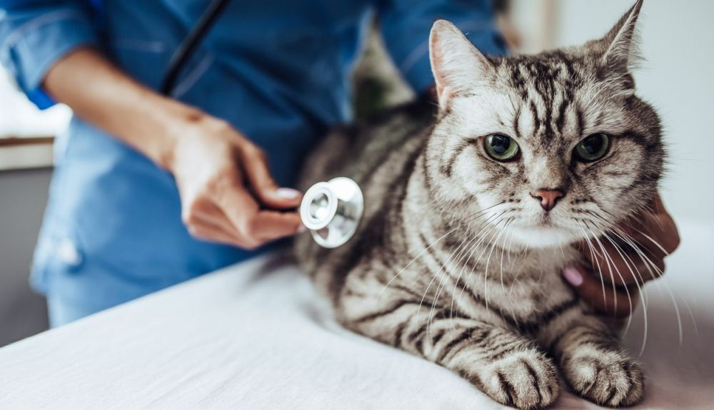 Los animales mostraron anticuerpos de dos a seis semanas después de que desarrollaran signos de enfermedad cardíaca. Los animales mostraron anticuerpos de dos a seis semanas después de que desarrollaran signos de enfermedad cardíaca.