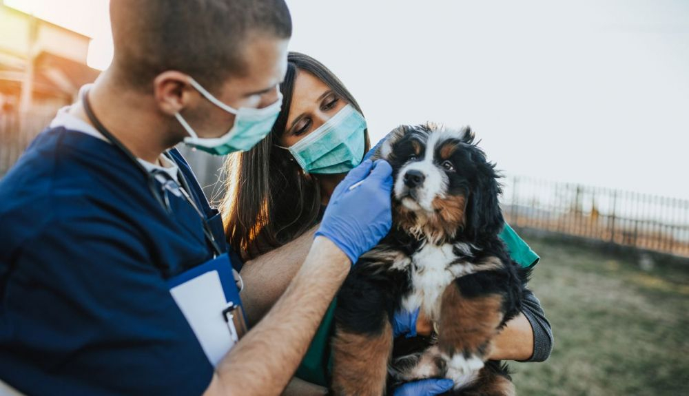 Un total de 26 pacientes caninos y felinos fueron diagnosticados con sospecha de miocarditis en el Ralph Veterinary Referral Center (TRVRC). Un total de 26 pacientes caninos y felinos fueron diagnosticados con sospecha de miocarditis en el Ralph Veterinary Referral Center (TRVRC).