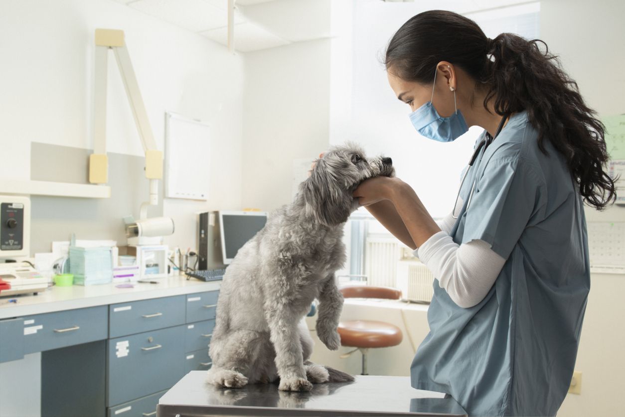 Un estudio en Inglaterra desvela casos de miocarditis graves en perros y gatos, como consecuencia de la Covid 19.