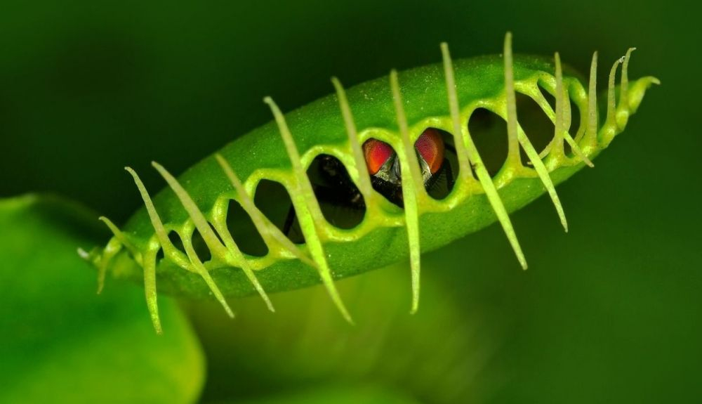 El equipo científico comparó los genomas y la anatomía de tres plantas carnívoras modernas. El equipo científico comparó los genomas y la anatomía de tres plantas carnívoras modernas.