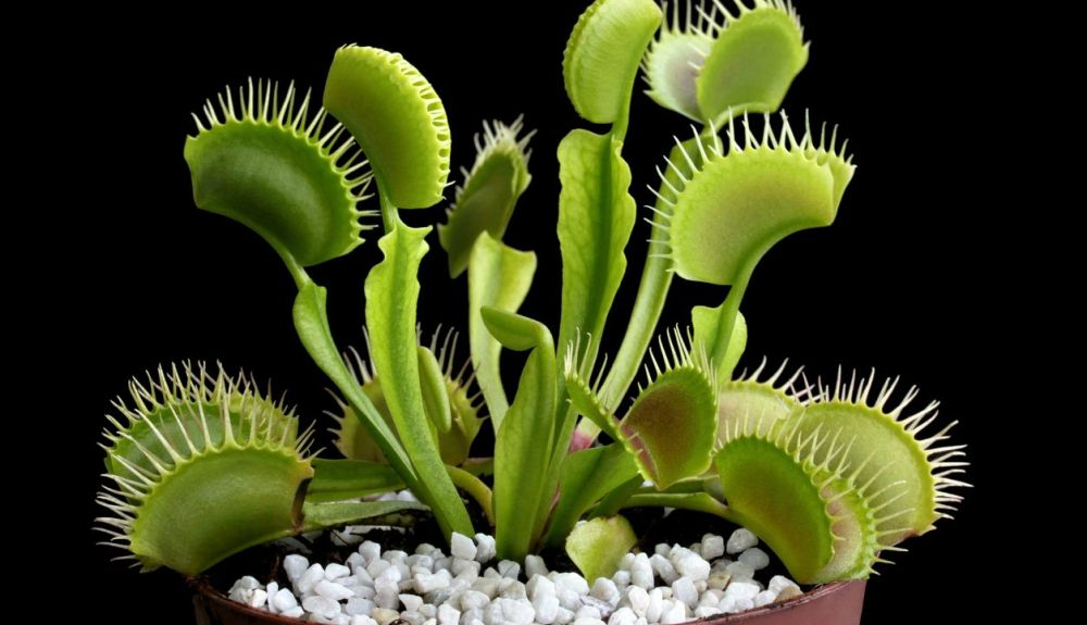 Dionea (Dionaea muscipula) es la famosa planta carnívora Venus atrapamoscas.