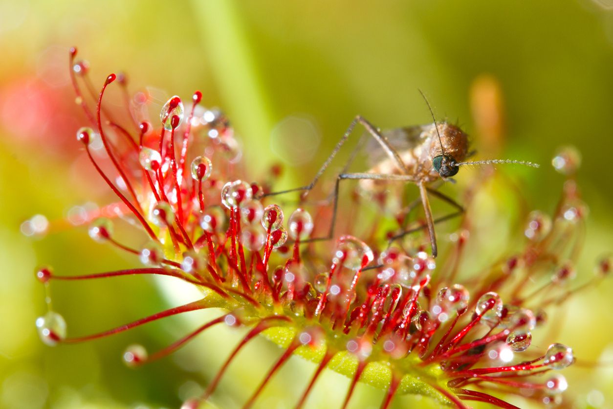 Las plantas carnívoras evolucionaron en un proceso de tres pasos.