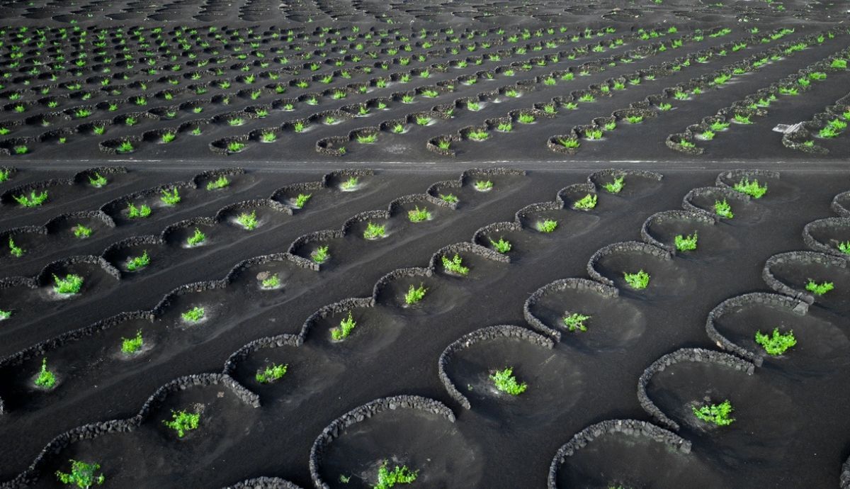 Lanzarote tiene una forma de cultivar la uva impresionante.