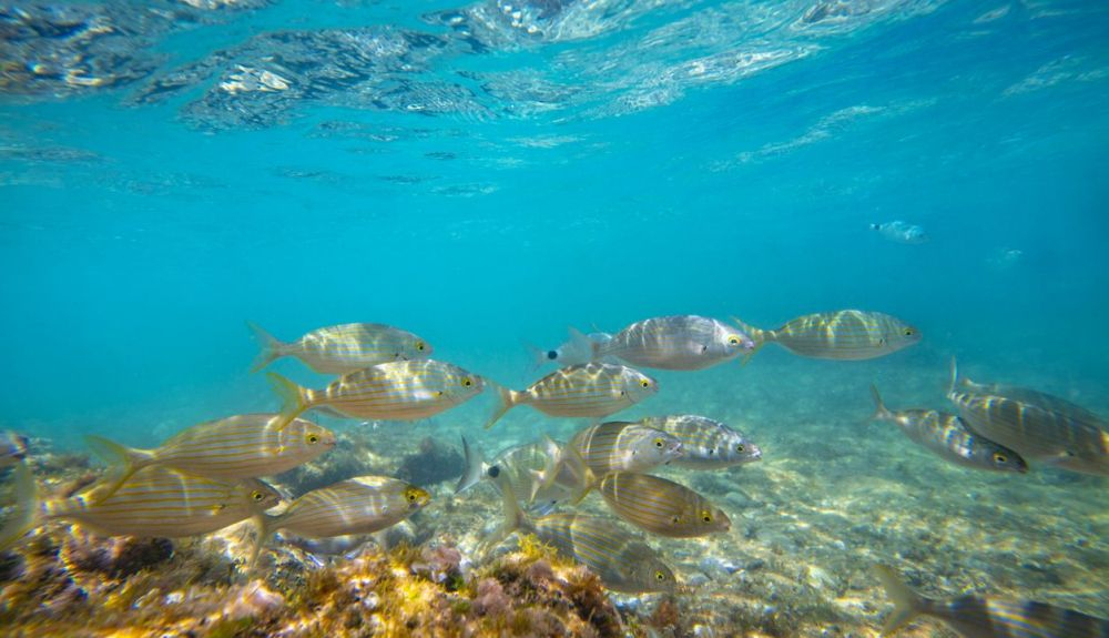Con esta medida, se busca prevenir la pesca ilegal. En la foto, arrecife del Mediterráneo.