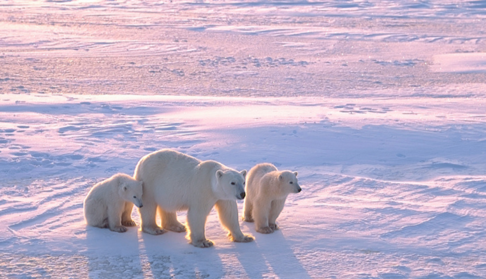 El oso polar es el único superdepredador del Ártico y una de las especies endémicas más conocidas.