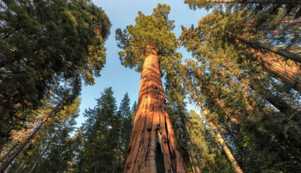 La sequoia roja es endémica de California. La sequoia roja es endémica de California.
