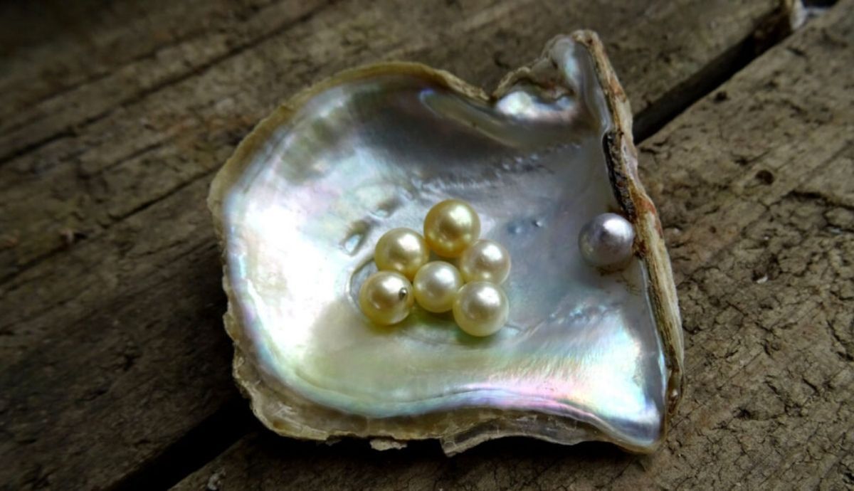 Las ostras, mejillones y otros moluscos utilizan un proceso complejo para cultivar perlas.