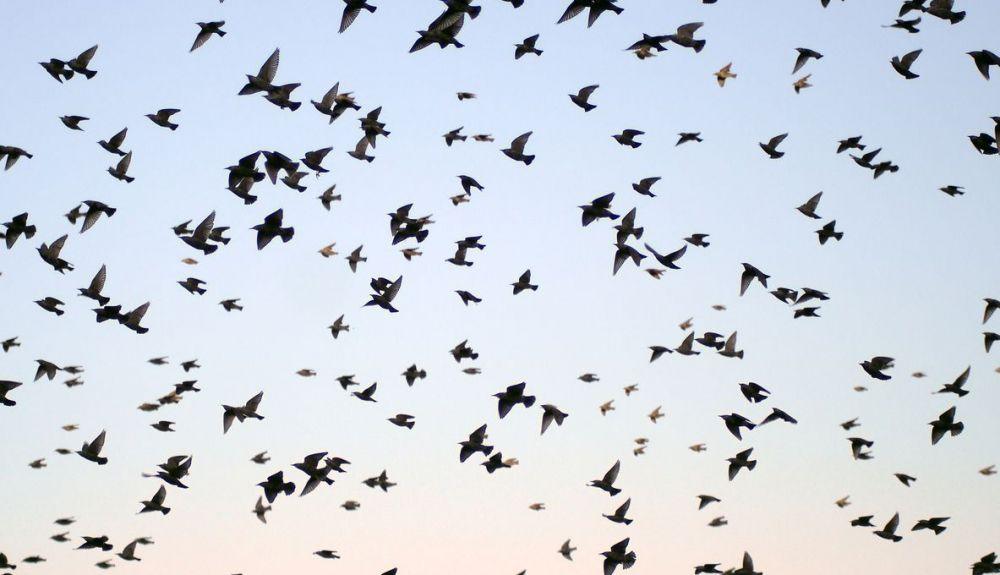 Estas migraciones podrían tener implicaciones esperanzadoras para algunas aves, ya que las especies de todo el mundo se enfrentan a un clima cambiante. Estas migraciones podrían tener implicaciones esperanzadoras para algunas aves, ya que las especies de todo el mundo se enfrentan a un clima cambiante.