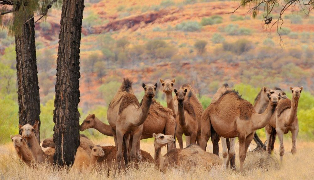 Camellos salvajes australianos. Camellos salvajes australianos.