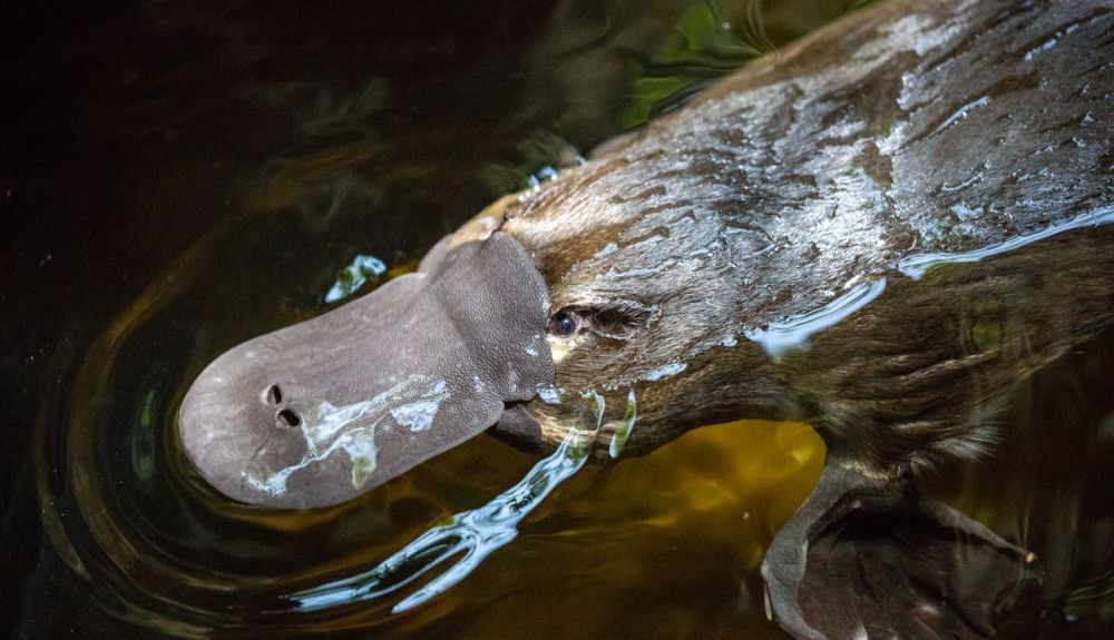 El ornitorrinco es una de las rarezas de la naturaleza. Un mamífero que pone huevos. El ornitorrinco es una de las rarezas de la naturaleza. Un mamífero que pone huevos.
