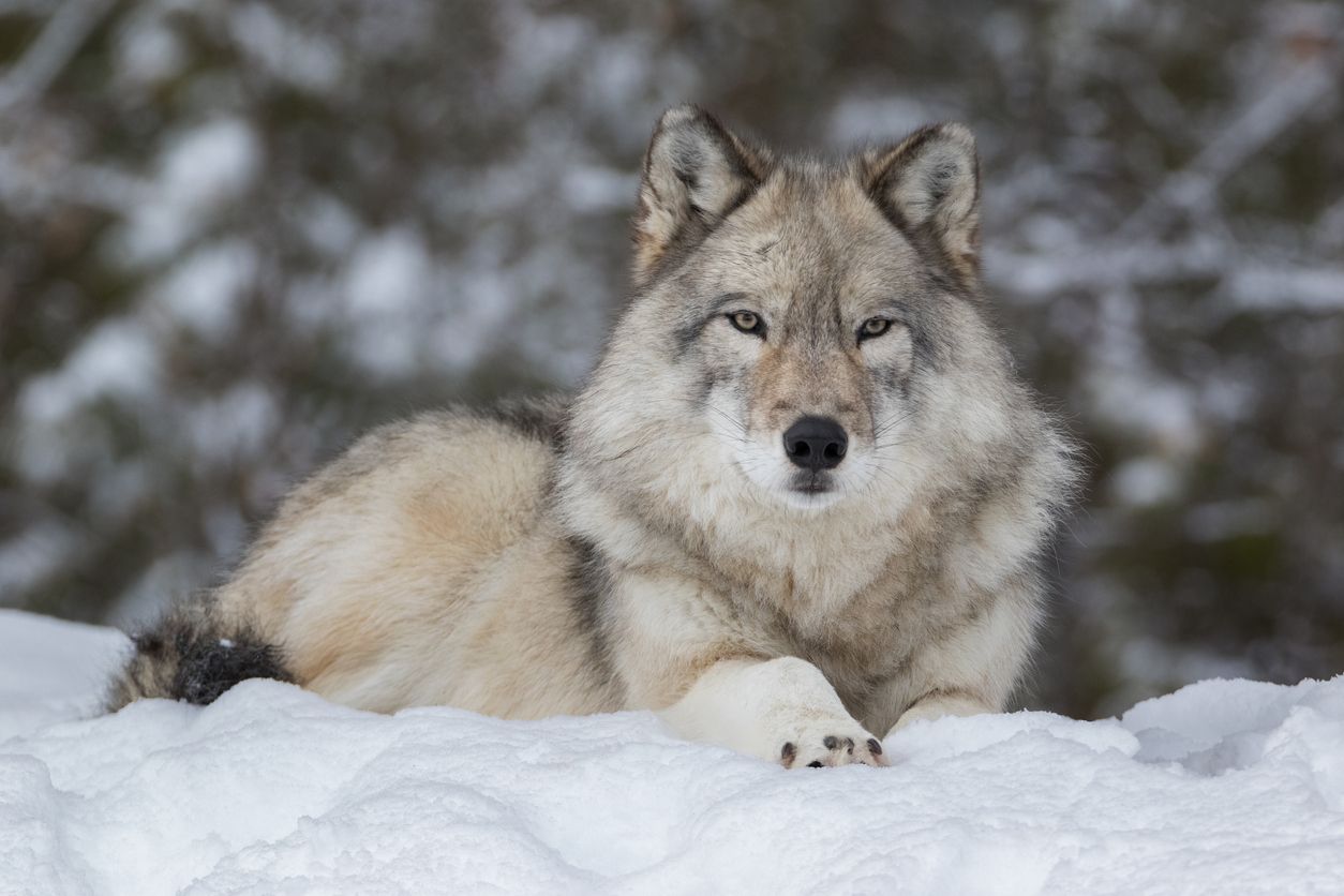 La presencia del lobo gris ha reducido las colisiones entre ciervos y vehículos en Wisconsin.