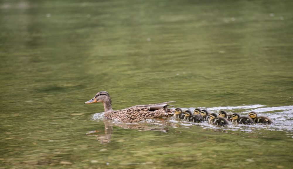 Los patos bebés utilizan las olas que el cuerpo materno genera para impulsarse. Los patos bebés utilizan las olas que el cuerpo materno genera para impulsarse.
