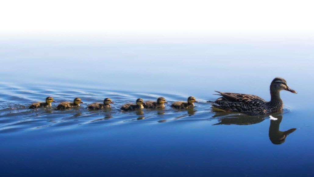 Patitos, siguiendo a su madre en línea ordenada.