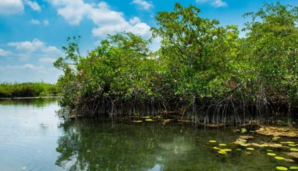 Los manglares rojos crecen en el agua dulce del río San Pedro Mártir en la Península de Yucatán. Los manglares rojos crecen en el agua dulce del río San Pedro Mártir en la Península de Yucatán.