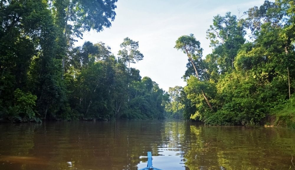 El agua rica en calcio y el lecho del río San Pedro han respaldado la supervivencia de estos manglares rojos a lo largo de los años El agua rica en calcio y el lecho del río San Pedro han respaldado la supervivencia de estos manglares rojos a lo largo de los años