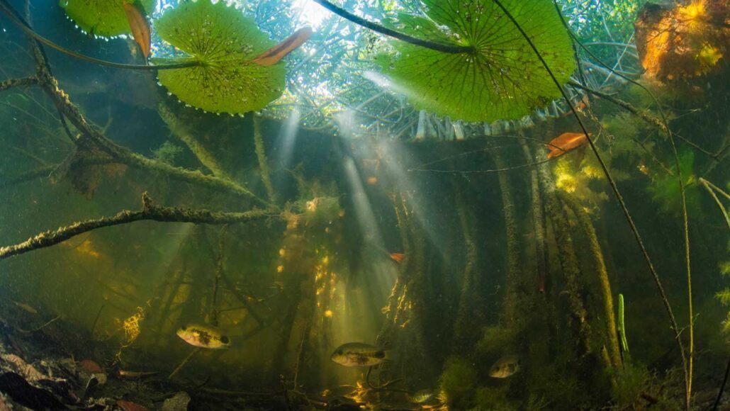 Los peces y otras especies acuáticas encuentran refugio en las raíces sumergidas de los manglares rojos.