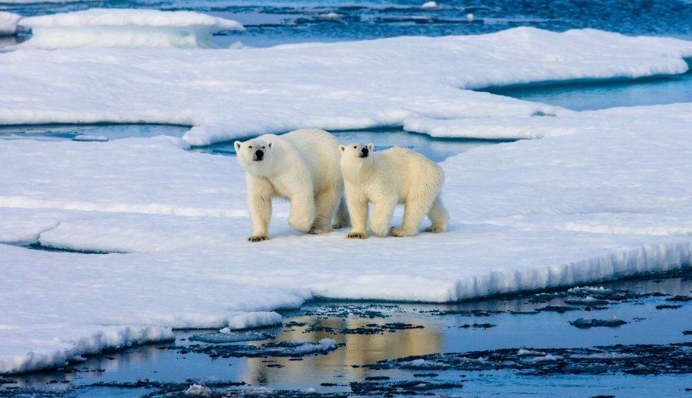 Los osos polares podrían protegerse del calentamiento global en la ültima Área de Hielo.