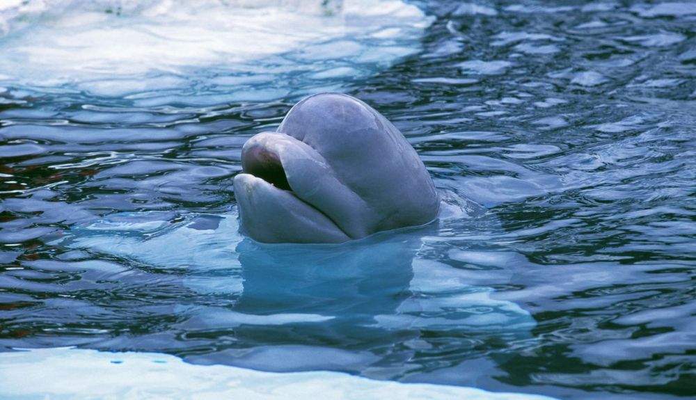 La ballena beluga es una de las especies que podrían vivir en este Arca de Noé en el Ártico.