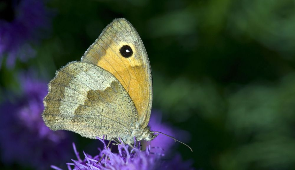 Las colinas de escombros de las minas de carbón de Bélgica son la residencia de la mariposa grayling (Hipparchia semele).